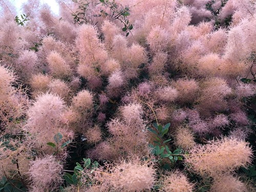 Cotinus coggygria albero - cotinus,