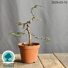 Bonsai Picea Abies Prebonsai