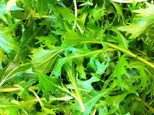 Mizuna - 200+ semi - VELOCE e