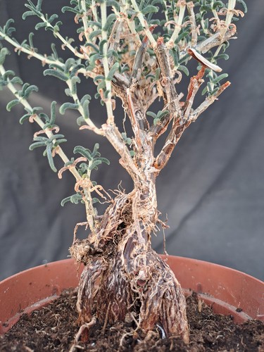 Mestoklema elatum - , (s.