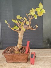 bonsai di gelso h 40 cm visita