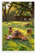 Poster rhodesian ridgeback - rhodesian,