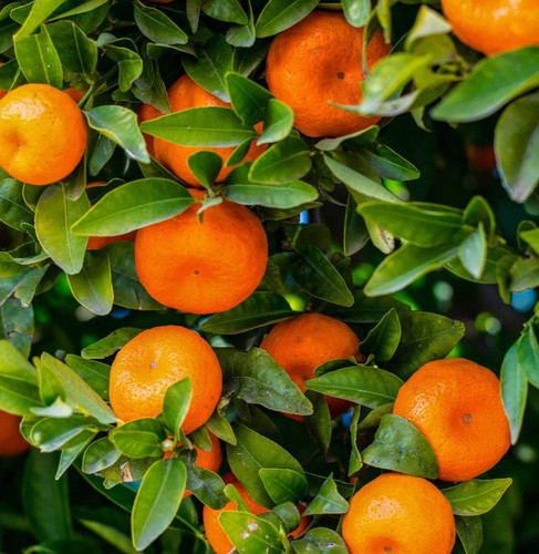 Semi arancio mandarino - di,