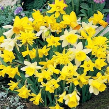 Narcisi bulbi di fiori cipolle fiori Narciso botanico Mix 25 pz.
