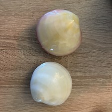 Conchiglia Lava Shell per