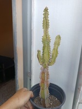 Euphorbia Trigona 36 Cm