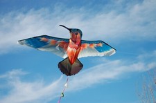 Aquilone Bambini Colibrì