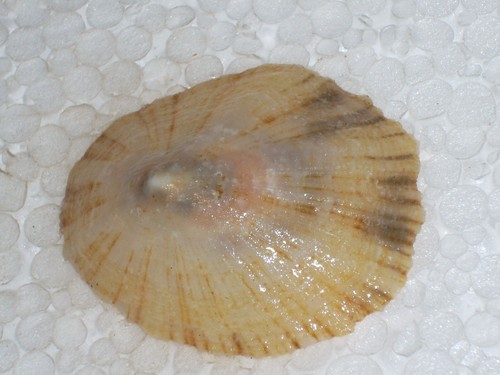 Rotula caerulea special - rotula,