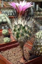 Turbinicarpus sotterraneus