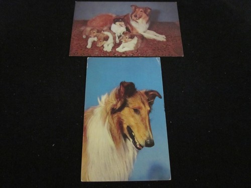 Lotto carini collie - 2, dog