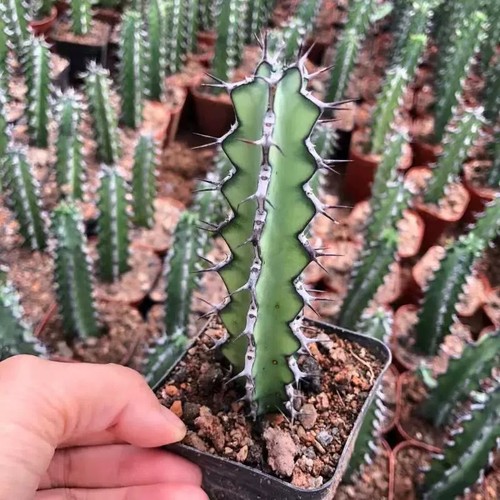 Pianta cactus succulenta - pianta,