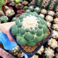 Pianta di cactus succulenta 8
