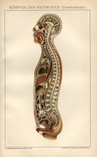 1895 Stampa Antica = ORGANI