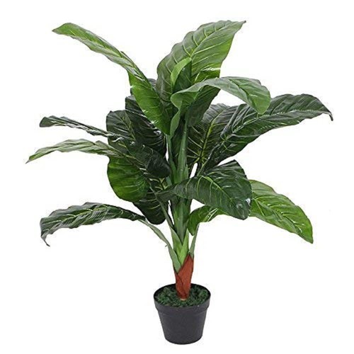 Leaf piante tropicali - leaf,