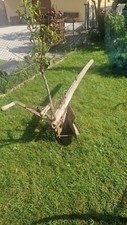 Vecchio Aratro In Legno Con