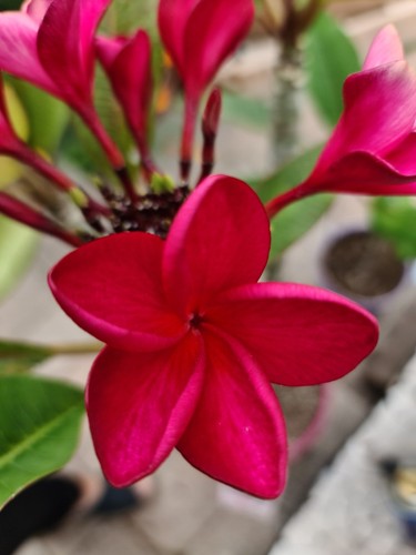 Frangipani plumeria red jack - plumeria,