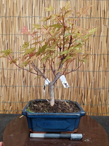 Bonsai acero deshojo 38cm - bonsai,