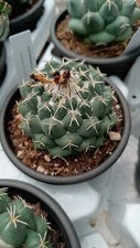 Coryphantha elephantidens