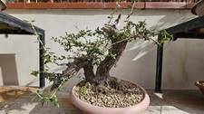 Olivastro bonsai - olivastro,