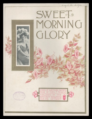 Sweet morning glory theo - sweet,