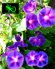 30 SEMI IPOMEA MORNING GLORY VIOLA BLU SEEDS MORNING GLORY CAMPANELLA RAMPICANTE