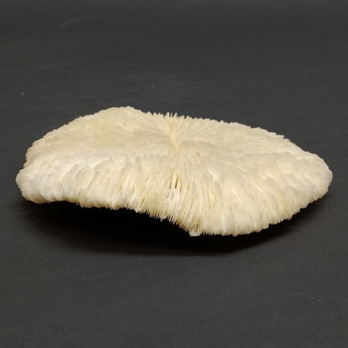 Corallo fungo naturale - , bianco