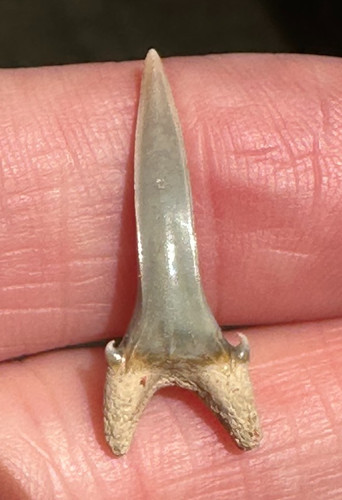 Sabbia tigre dente - sabbia,
