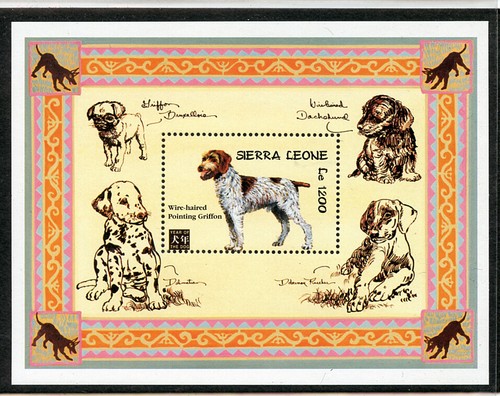 German wirehaired pointer dog - wirehaired,