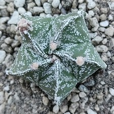 Astrophytum myriostigma Hakuun