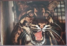 ROMA - GIARDINO ZOOLOGICO -