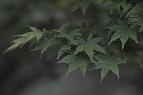 Nikon nikkor 180mm 2 - ai-s,