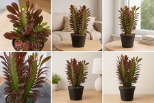 Red Euphorbia Trigona Red Live