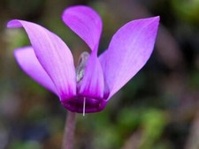 Ciclamino Viola – 30 Semi – Fiori Invernali, Colore Intenso, Alta Germinabilità,