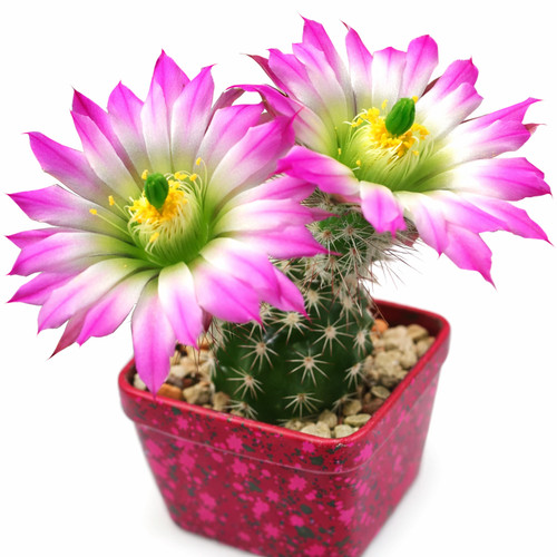 Echinocereus metorni seeds - seeds,