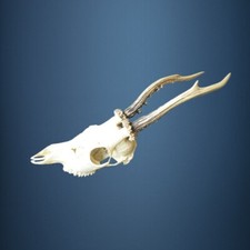 028CA Trofeo di capriolo 275g