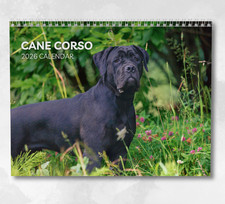 Cane Corso Calendario 2026