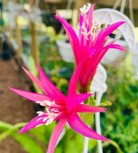 Chiapasia disocactus emiel - x, 'emiel