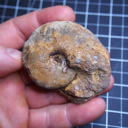 Goniatite devoniana - 71,