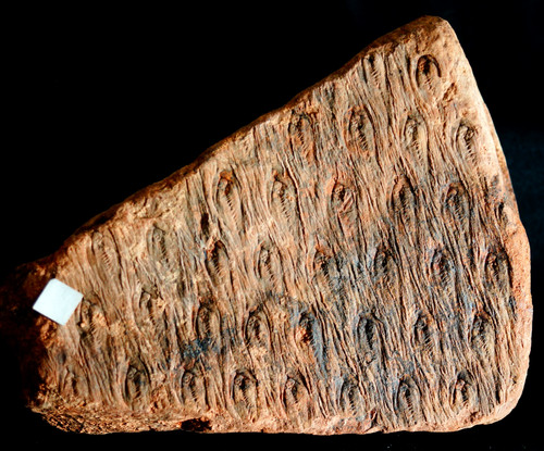 Grande museo qualità - museo,