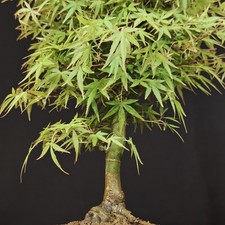 Japanese Maple Bonsai, Acer