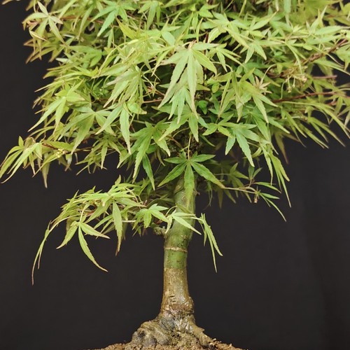 Japanese maple bonsai acer - japanese,