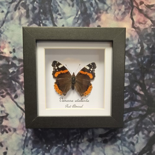 Red admiral butterfly - admiral,