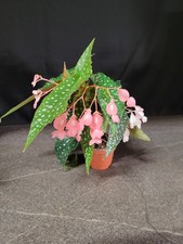 begonia begonia mini begonia
