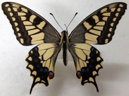 Lepidotteri papilio machaon - lepidotteri:,