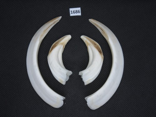 Wild boar tusks - , (no.