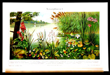 1909 Old  CROMOLITOGRAFIC