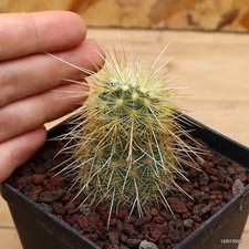 Echinocereus russanthus