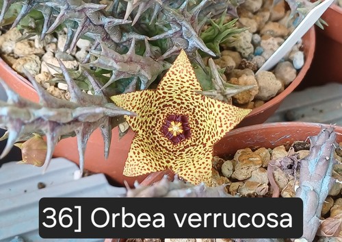 Talea radicata orbea - talea,