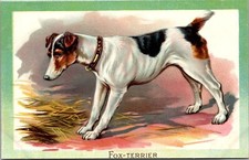 Il cane Fox Terrier, Tucks 400