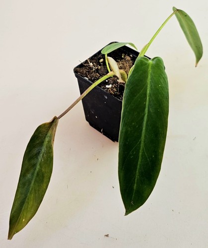 Philodendron spiritus sancti - philodendron,